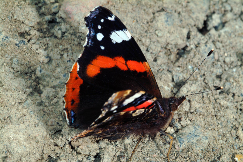 Da determinare 7 - Vanessa atalanta